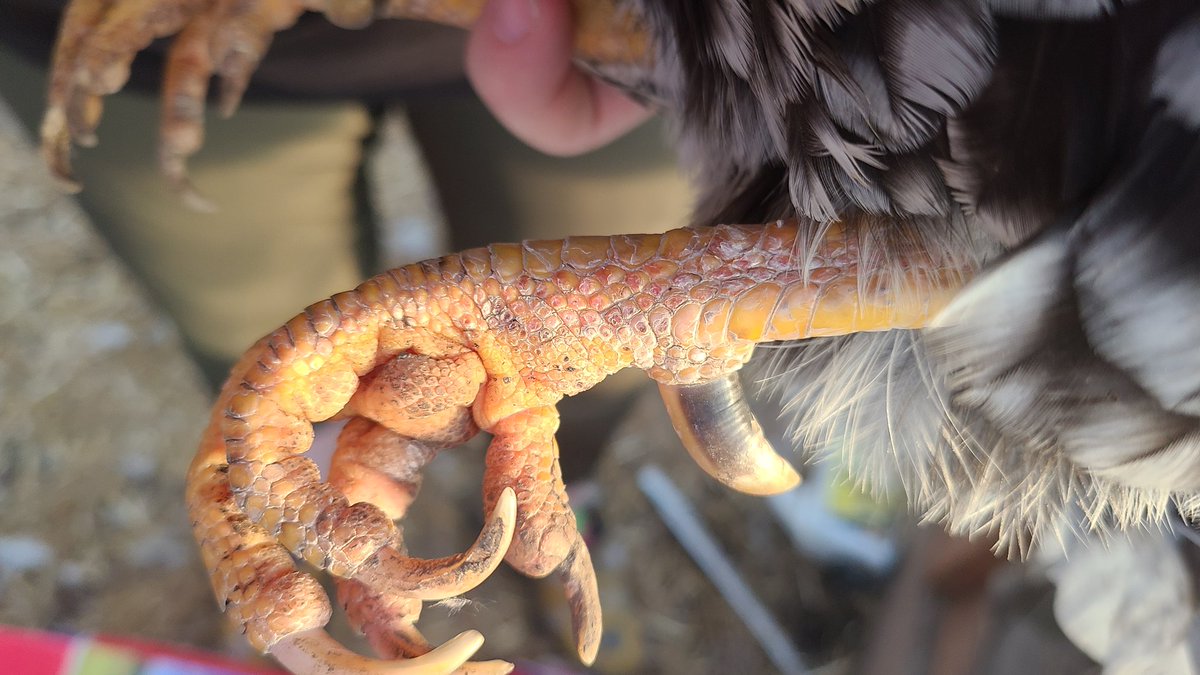 Weird reminder that hens can grow spurs too. Perdita's spurs were lil nubs last fall and they are GLORIOUS now. https://t.co/xaHuaHNUBq