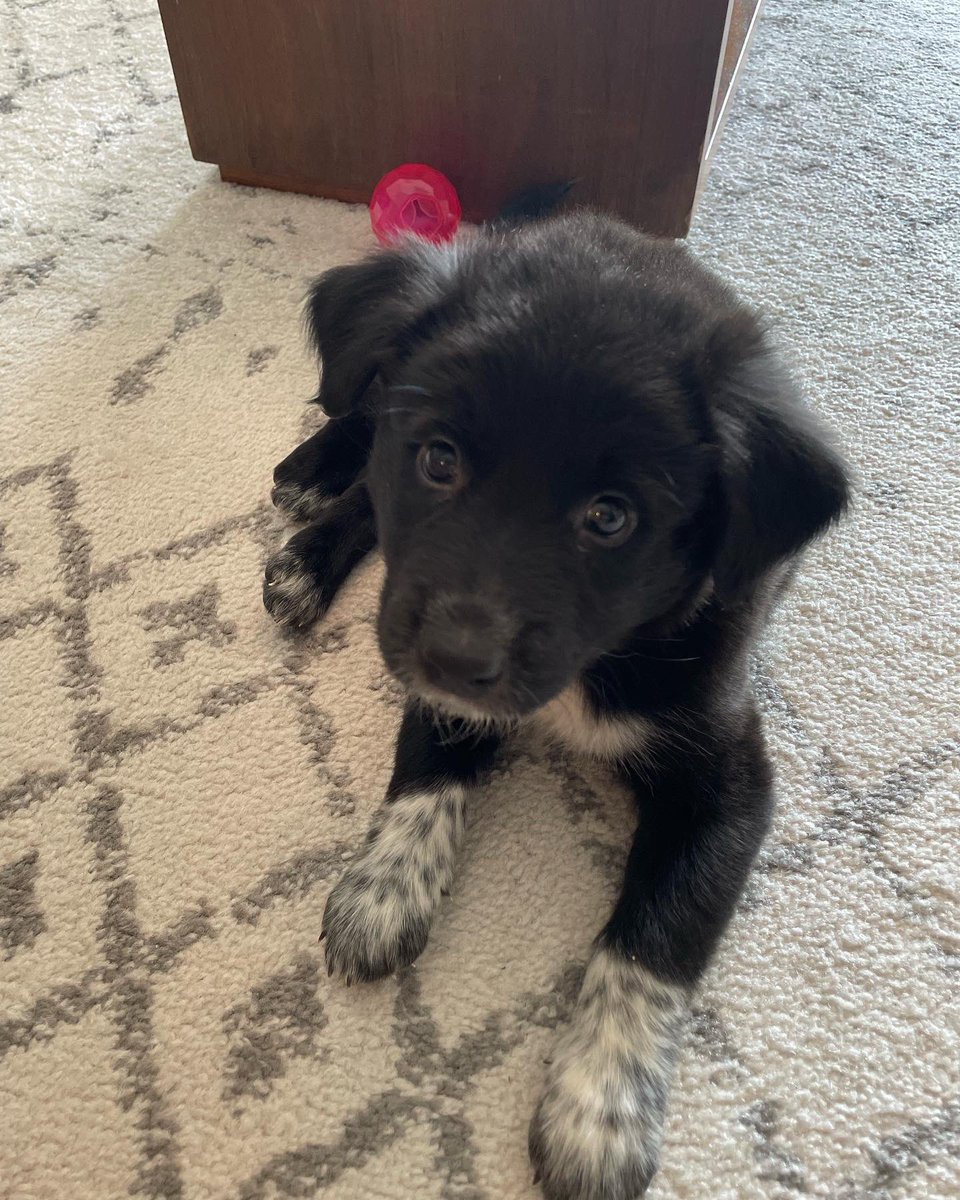 SLKStyle's tweet photo. Happy #NationalPetDay to my baby boy #Blue!!!!! https://t.co/n5QqVgXfKm