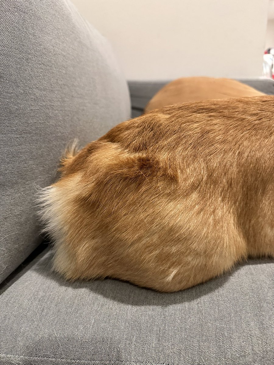 MissMelbear's tweet photo. I was trying to enjoy cuddles with Crebie but she farted mid cuddle session 💀 https://t.co/vBlqX9hkeS