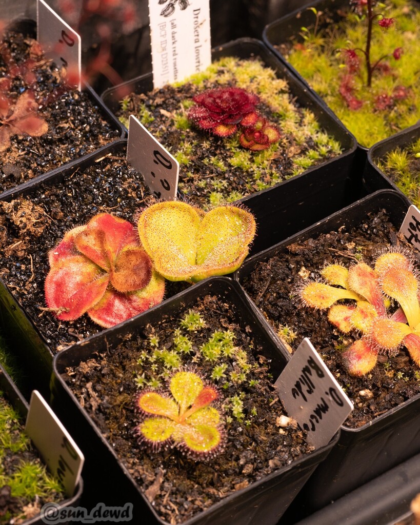TheSunDewd's tweet photo. It's been a long and confusing winter.
Some of the tuberous drosera have died back while others continue to grow. Last year at this time the tuberous drosera were fully dormant and sarracenia, now only with flowers, were in full growth. It looks to be an… https://t.co/GbdUael3Td https://t.co/9TFsxFXanQ