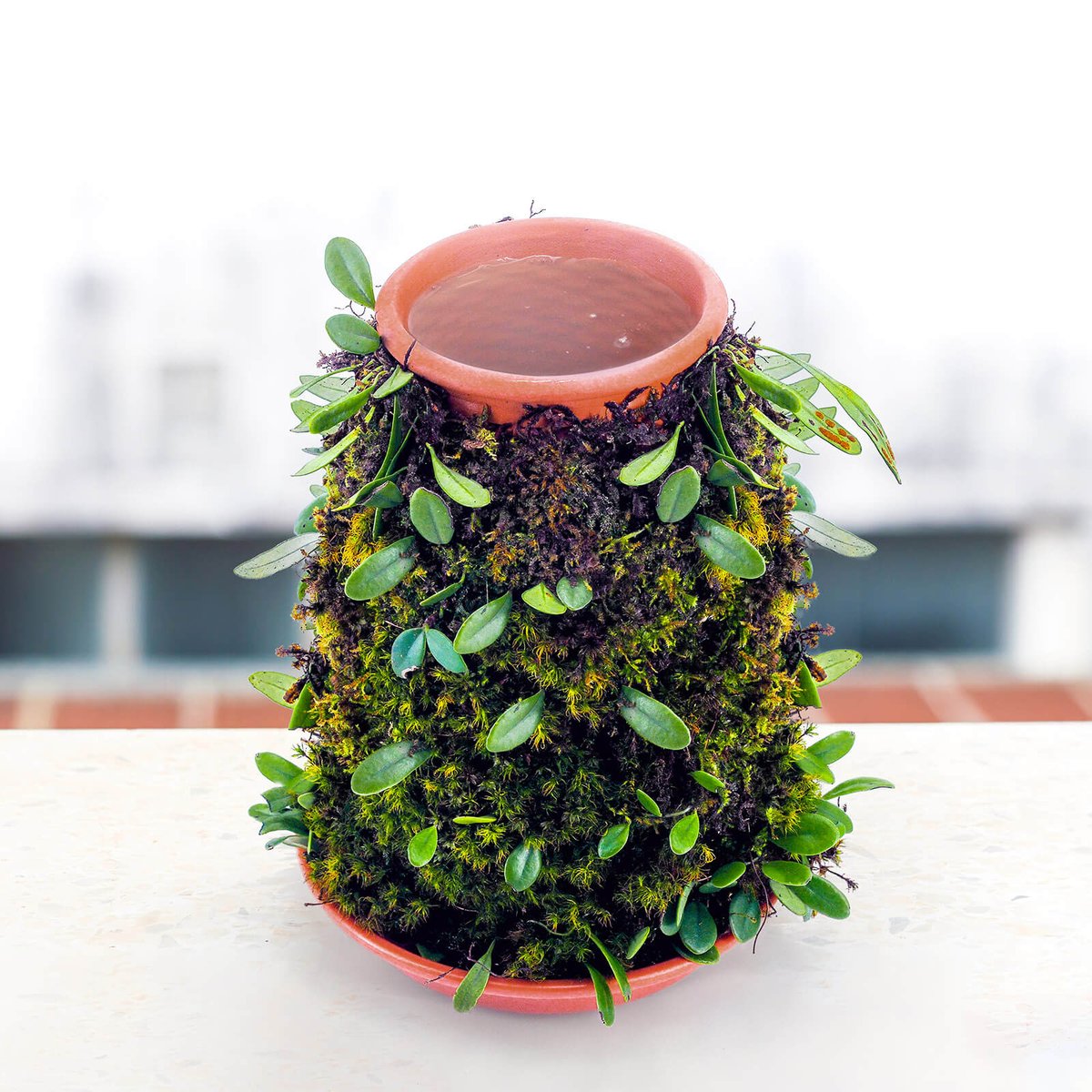 vertplanter's tweet photo. Mix of moss hoyas and dischidia Jungle moss: The genus Dischidia belongs to the milkweed family (Apocynaceae) and is closely related to plants in the genus Hoya, another popular group admired for their showy, sometimes fragrant, often waxy flowers. https://t.co/iUiT6qg1Mi