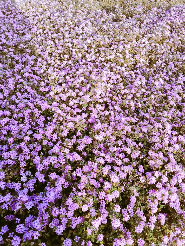 np_tweetz's tweet photo. It's been a great week to hit the #hikingtrails and enjoy the #flowerfields and wildlife. Difficult roads do lead to beautiful destinations.
#SoCal #flowerbloom https://t.co/FFFumPce8G