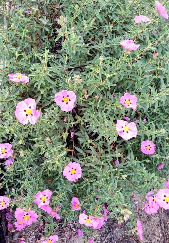 np_tweetz's tweet photo. It's been a great week to hit the #hikingtrails and enjoy the #flowerfields and wildlife. Difficult roads do lead to beautiful destinations.
#SoCal #flowerbloom https://t.co/FFFumPce8G