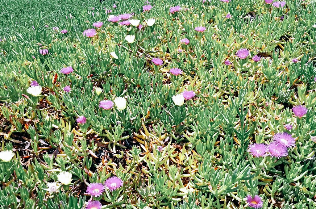 np_tweetz's tweet photo. It's been a great week to hit the #hikingtrails and enjoy the #flowerfields and wildlife. Difficult roads do lead to beautiful destinations.
#SoCal #flowerbloom https://t.co/FFFumPce8G