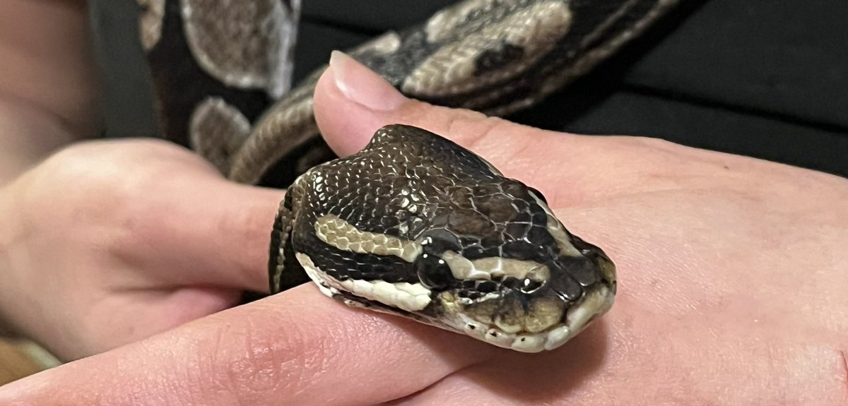 FDemonatrixxx's tweet image. My baby I miss you so much! 2010-2023 🐍🐍🐍💚💚💚#cinnamonballpython