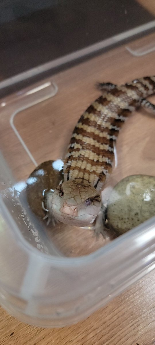 AlveusSanctuary's tweet image. #timeouttuesday for Toast cheating during our staring contest. Let it be known, blinking of *any* kind isn't allowed