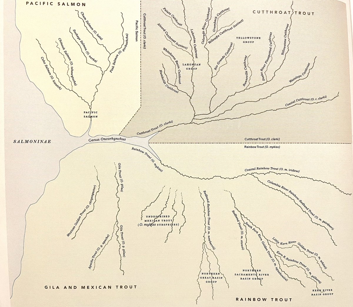 Vince Buffalo tweet media
