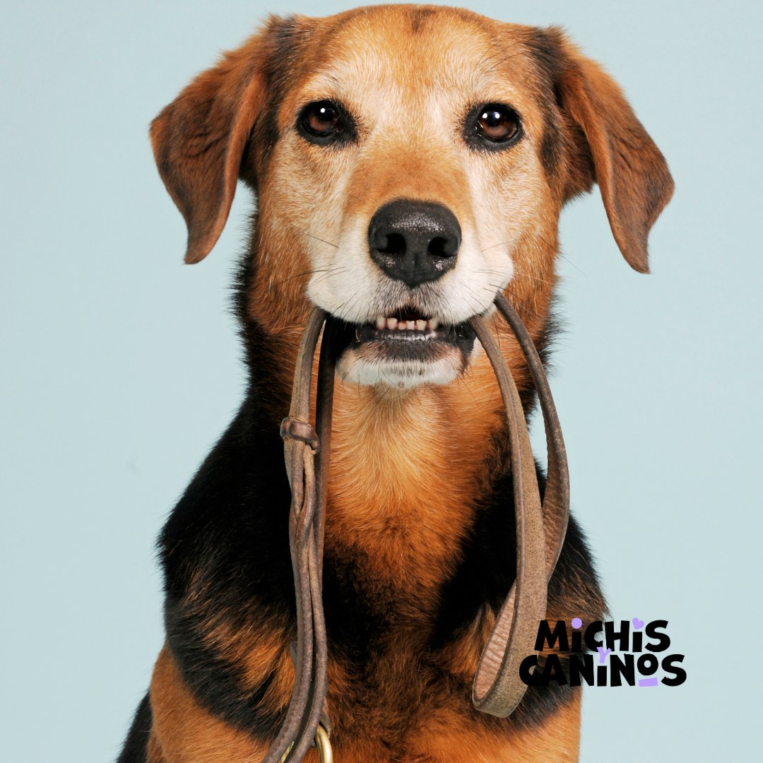 Michisycaninos's tweet image. 🐶👀 ¡Sin rutina hay cachorro estresado! 🐾🙁 Dale a tu peludo una estructura y ayúdale a sentir que controla su día. Además, ¿a quién no le gusta un cachorro bien educado? 🐕💖 #DogRoutine  #PetCare