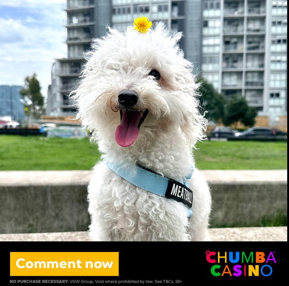 orionstarsgames's tweet image. Happy National Pet Day! 
Today we celebrate all the furry, feathered, and scaly friends who make our lives better. 🐾
Sign Up Now: cosmoslotsvip.com
Here are some of our team's pets. How cute are they?! 🐶 ❤️
Comment a picture of your pet/s below. 👇🏼
#CosmoSlotsVIP #Petday