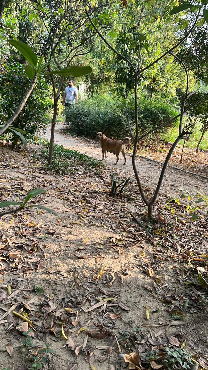 sanjayrssons's tweet photo. @OberoiShelly @MCD_Delhi @GyaneshBharti1 Model Town is under severe menace of stray dogs. Gotewala park and D Park has nearly 60 stray dogs and new breeding every time. Daily dogbites are common. You can not walk in parks and in streets. 
कहाँ जायें
@ArvindKejriwal गारंटी निभाये https://t.co/mtBTsFUYQY