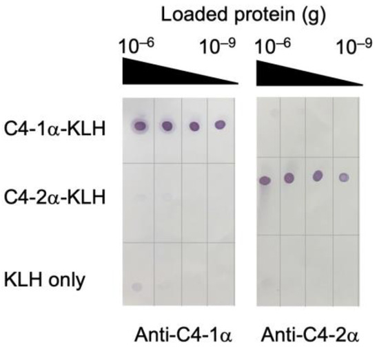 JMSE_MDPI's tweet image. #NewArticle

Functional Analysis of Two Divergent C4 Isotypes in the #Classical and #Lectin Pathways of #Complement Activation in the Common #Carp (Cyprinus carpio) mdpi.com/2214430 #mdpijmse via @JMSE_MDPI 

@KyushuUniv_EN

#classicalpathway #C4 #teleost