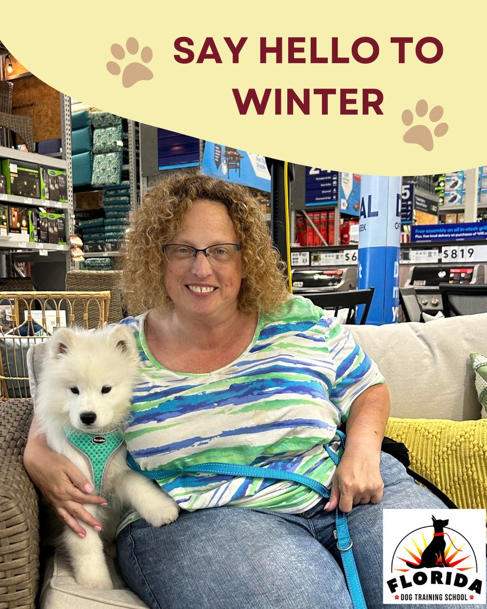 TampaDogTrainer's tweet photo. Say hello to Winter, a 4-month-old Samoyed!

He is such a quick learner that we have already moved on to his basic commands with many distractions like new people, smells, and noises at Lowe’s Home Improvement in Lutz. #floridadogtraining #floridadog #dogtraining #dogtrainer https://t.co/zE8G6yrz1c