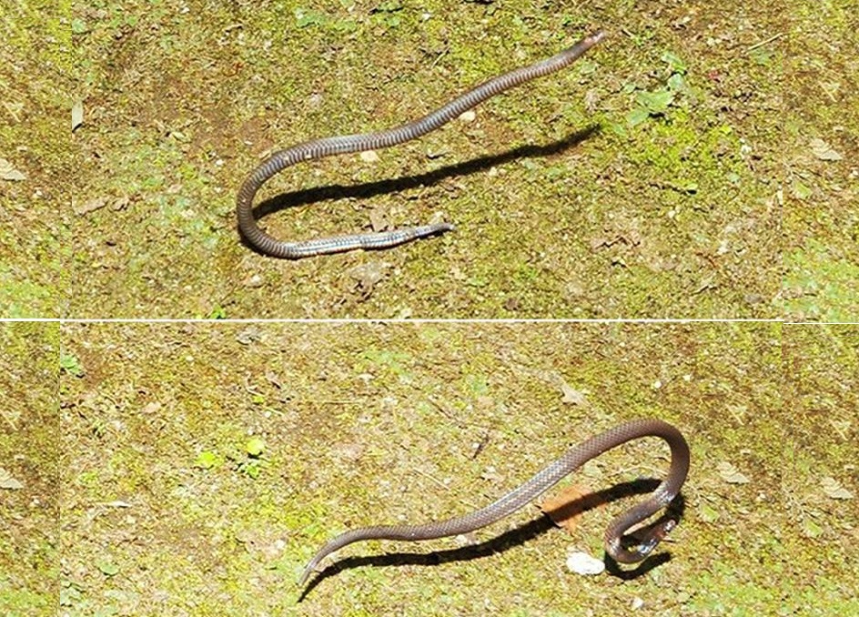 뱀은 다리가 없지만 나무 사이를 활공하기도 하고 사막에서 '헤엄'치며 매끈한 철봉도 자기 몸으로 매듭을 지어 오른다. 여기에 한 가지 추가됐다. 몸으로 고리를 만들어 굴러서 도망간다. 
hani.co.kr/arti/animalpeo…