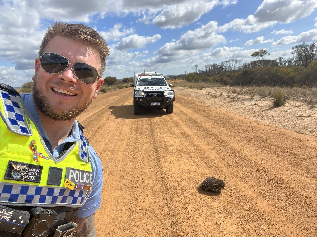 Helping the locals cross the road 🦔
#justanotherdayinwa 
#fb
