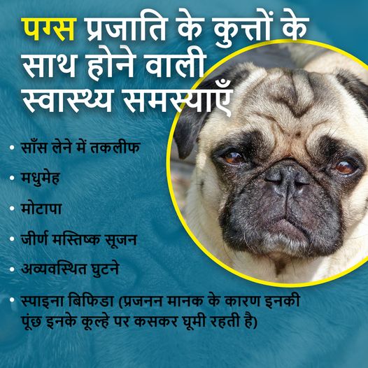 जानबूझकर प्रजनन करने से पग प्रजाति के कुत्ते अप्राकृतिक लक्षणों के चलते कष्टकारी जटिल स्वास्थ्य समस्याओं से ग्रस्त रहते हैं।

प्रजनकों और पालतू जानवरों की दुकानों से विदेशी नस्ल के कुत्ते खरीदने की बजाए बेघर देसी कुत्तों को गोद लें। 

#AdoptDontShop 
petain.vg/6vx