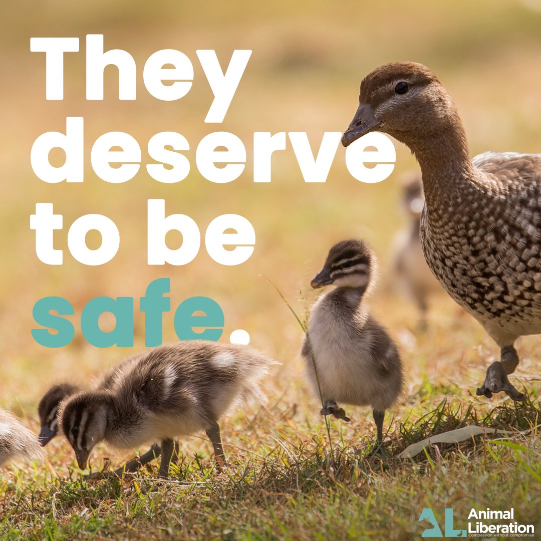 🦆 Daily reminder: In a world where you can be anything, be kind.

Thank you to all the brave rescuers and veterinarians who will be heading to the wetlands to provide care, love, and medical attention to injured wildlife.

#banduckshooting #protectwildlife