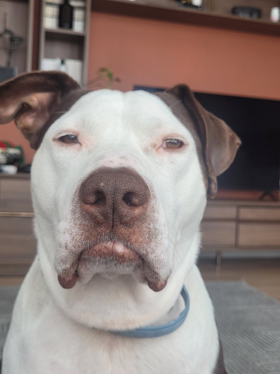 Her gördüğünüz hayvanı,  büyüklüğünden,  sert görünüşünden , ırkından ötürü canavar gibi yargılamayın. Ben hiç durumum yokken yasaklı ırk sahiplendim çünkü onlara aslında ne büyük haksızlık yapıldığını bildiğim. Bunu da herkese göstermek için.