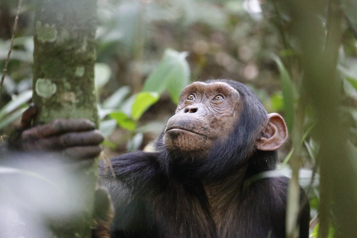 A young chimpanzee at Kibale Forest, Uganda. This is the best park to see these primates.
Join me on a primate photography trip that will also include gorillas. #photosafari #primates #VisitUganda