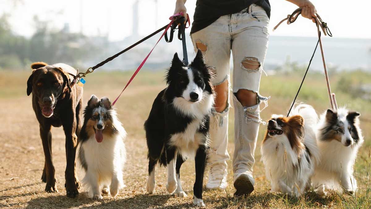TheBestPetDogs's tweet image. Teaching your furry friend to walk like a pro on a leash is easier than you think! Follow these expert tips and techniques to transform your walks from chaotic to calm in no time 🐾🐶 #dogtraining #leashmanners #happywalks #Dogs #TheBestPetDogs
thebestpetdogs.blogspot.com/2023/04/blog-p…