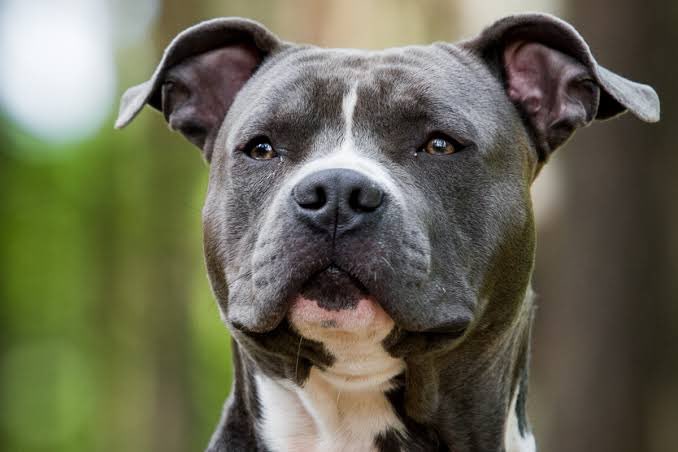 CapricornFM's tweet photo. After a number of #pitbullattacks, the Department of Agriculture, Land Reform & Rural Development have shared that government is working on laws to protect South Africans against pit bull attacks.
#CapricornBreakfast | Director for Animal Production, Joel Mamabolo weighs in. https://t.co/VgPEHTlHKB
