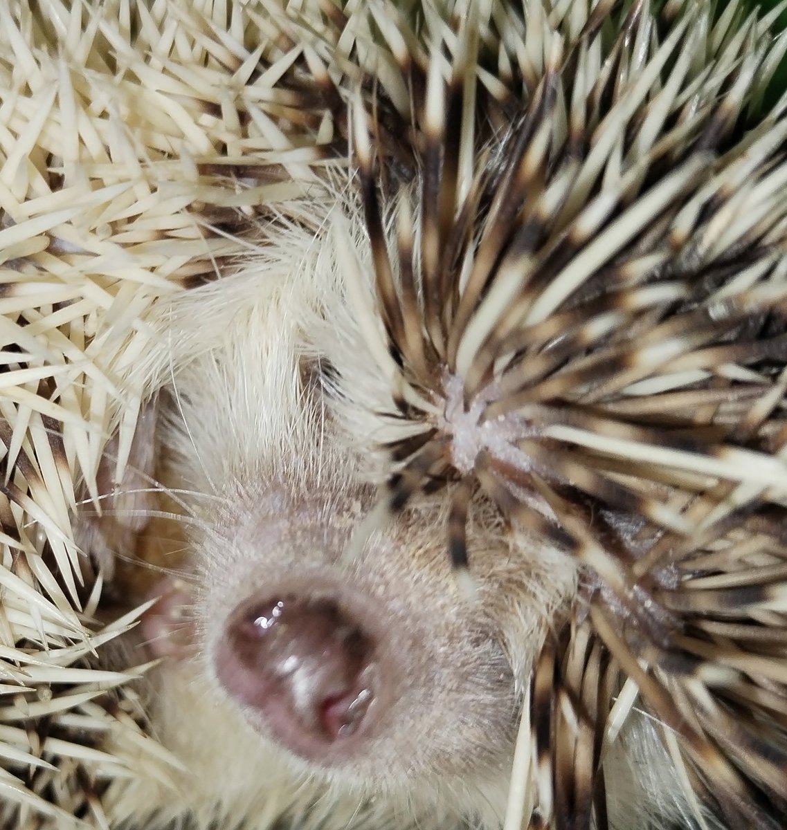 After an amazing Easter, where my girlfriend became my fiancee, it's back to earth with a bump. Wish I had this kind of protection - Oggi is getting ready for a day at <a href="/HMPAylesbury/">HMPAylesbury</a>, on mains 😊 #animal #therapy #prisoner #mentalhealth