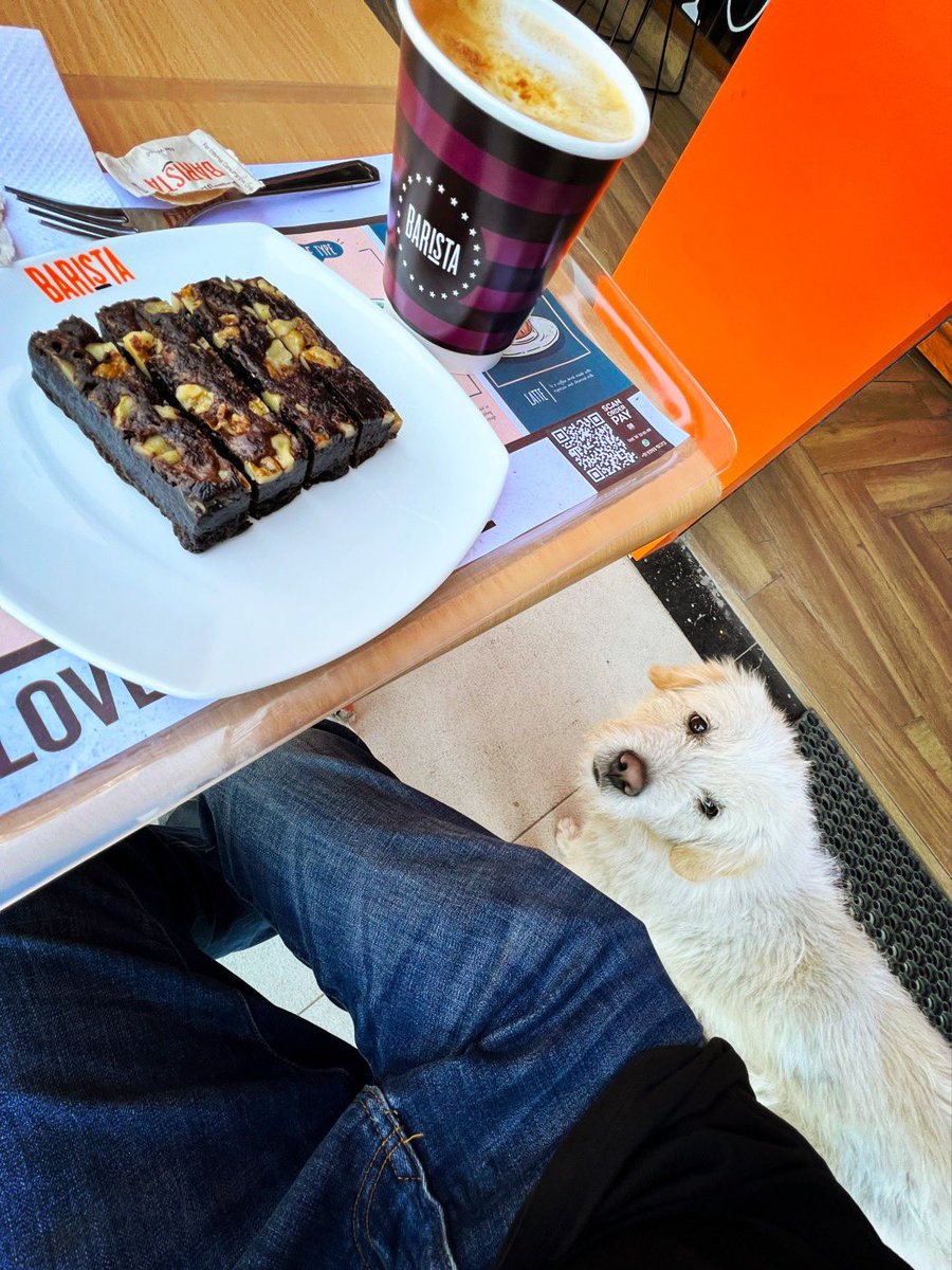 bobbydevito's tweet photo. No, my little terrier-like friend, chocolate is not for dogs #dogs #nochocolate https://t.co/bHthtQa39k