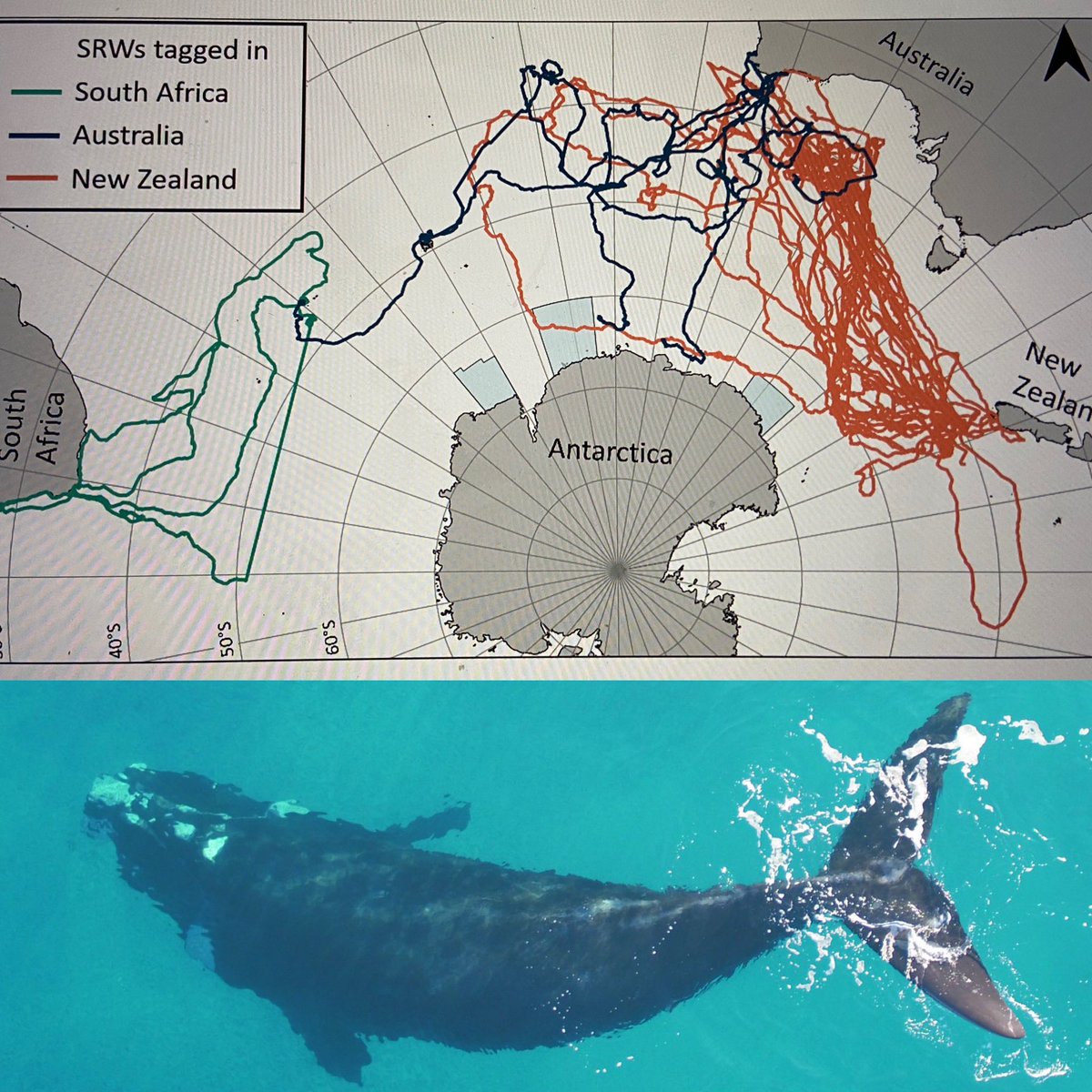 In prep for @iwc_int scientific committee meeting we combined southern right #whale #tohora sat tag data to show where pops overlap! Crozet Islands = South Africa+Aus subtropical convergence = Aotearoa NZ+Aus data from: @MRI_Whale_Uni @ScienceUoA @Macquarie_Uni @uwanews