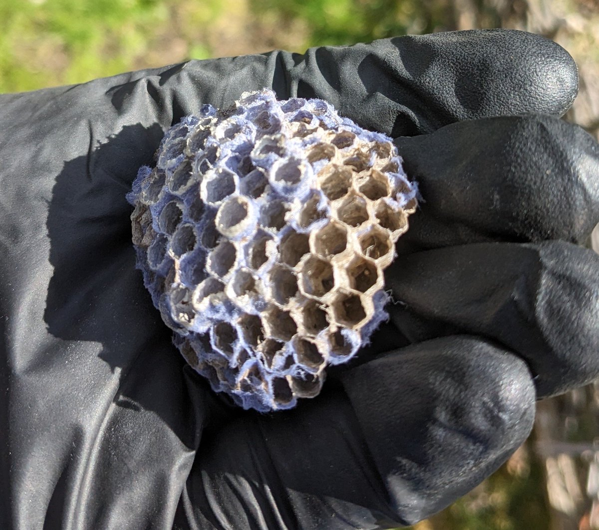 jayjayhandcock's tweet photo. Wasps make their nests by chewing up wood fibers mixing it with their saliva to make paper. Sometimes the wood is painted and you get colored wasp nests https://t.co/3Zk5SCEzKW