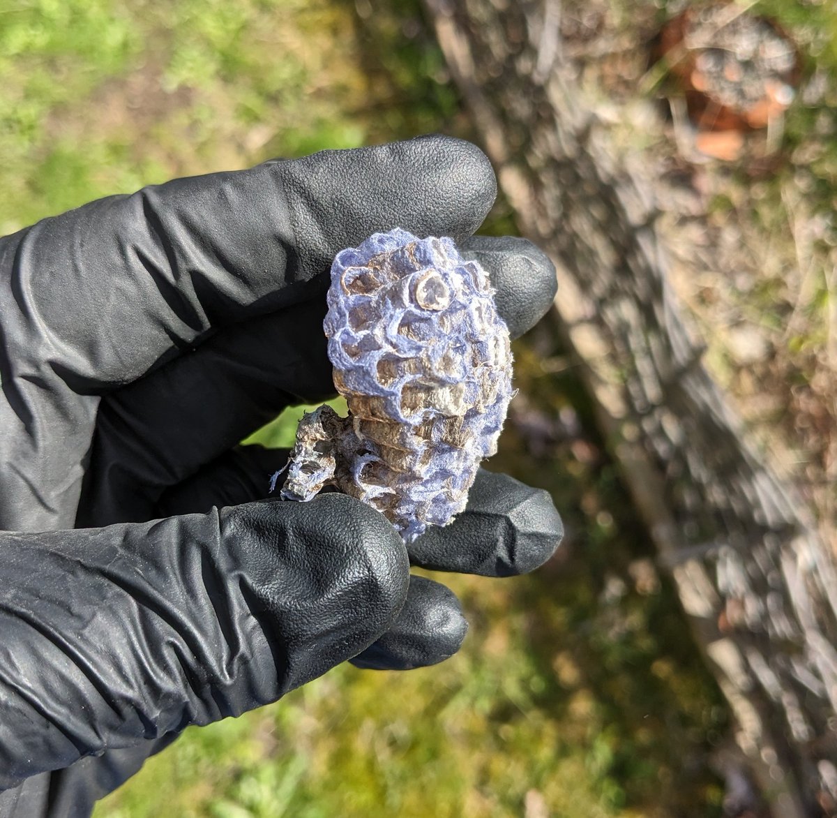 jayjayhandcock's tweet photo. Wasps make their nests by chewing up wood fibers mixing it with their saliva to make paper. Sometimes the wood is painted and you get colored wasp nests https://t.co/3Zk5SCEzKW