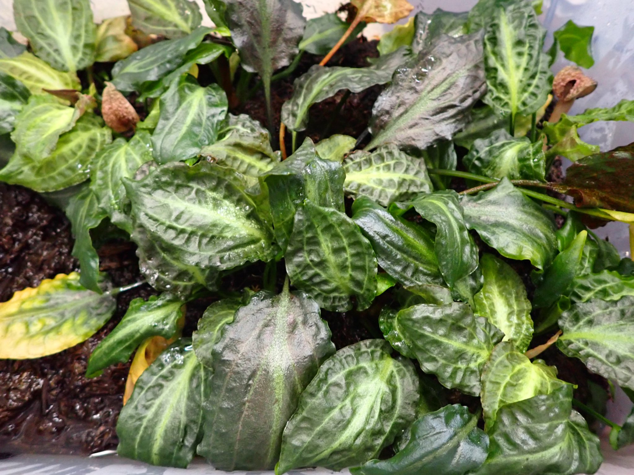 TB便‼️クリプトコリネ Cryptocoryne Cryptocoryne ideii（クリプトコリネ イデイイ）