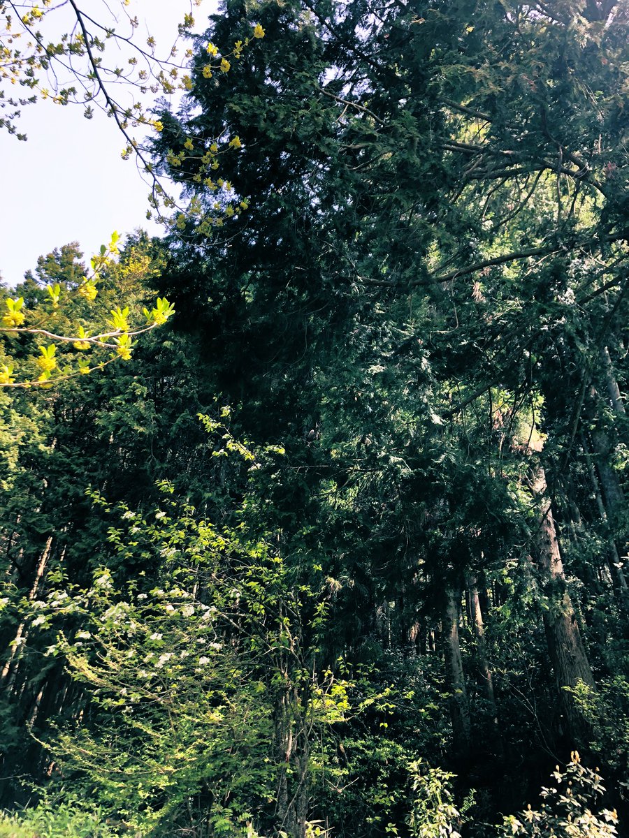 primi35's tweet photo. うちの裏は杉林🌲🌲🌲野草採取は夢中になるね〜タケノコもまだあった♪ https://t.co/8FDcnOXnmx