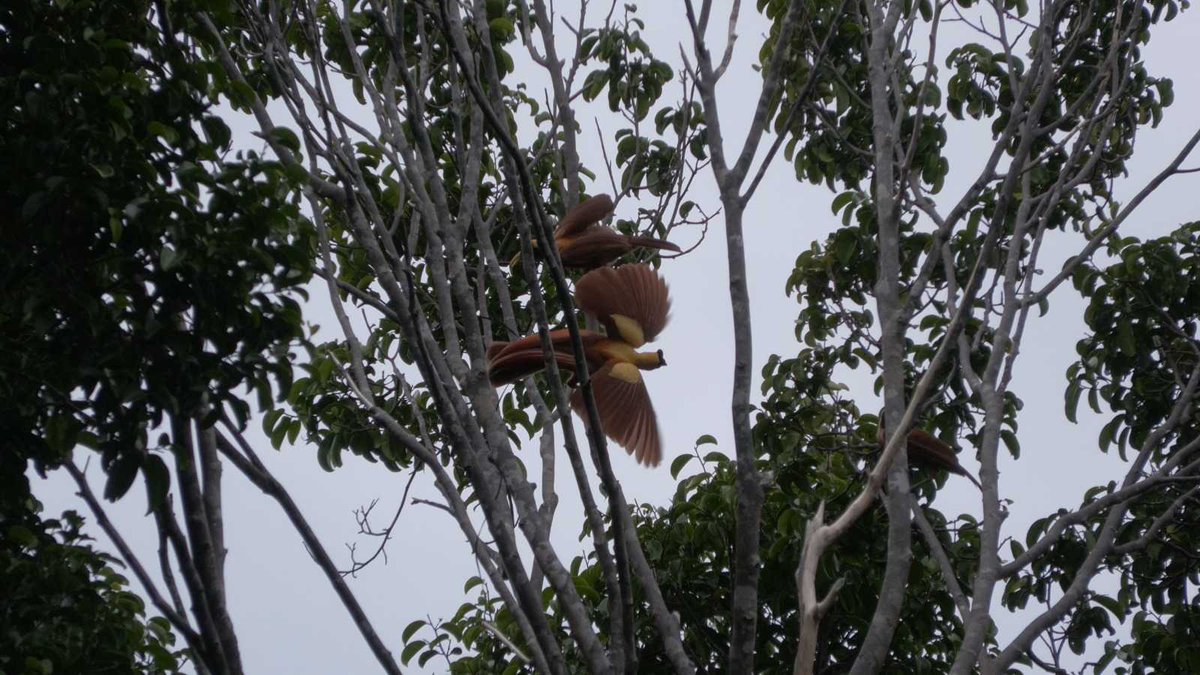 Illegal Logging Ancam Satwa Dilindungi di Bumi Cenderawasih #biodiversitas #bumicenderawasih #hutanpapua #illegallogging #konservasi #pohonmerbau #satwaliar

gardaanimalia.com/illegal-loggin…