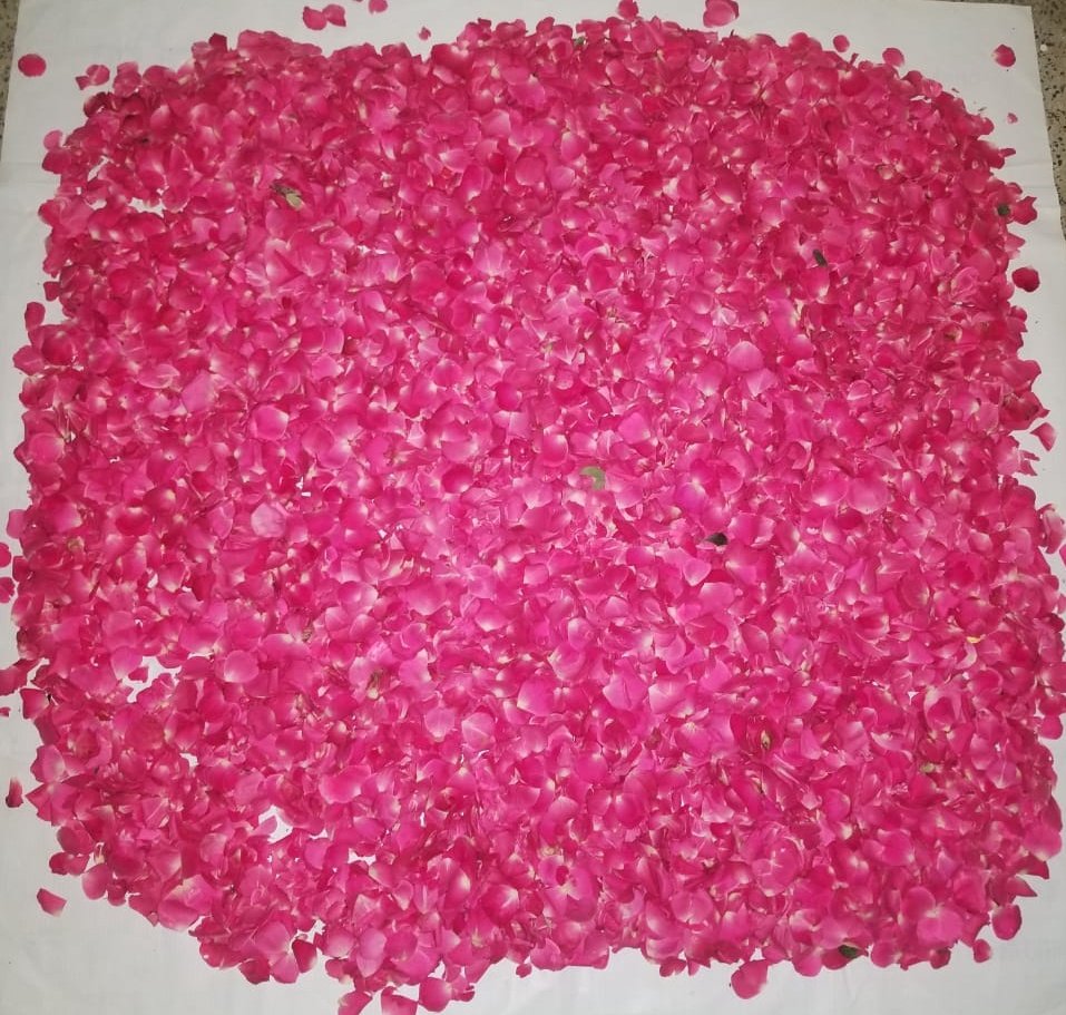நம்ம hair wash powder காக ஃப்ரெஷ்ஷா சுத்தமா தயாராகும் ரோஜா இதழ்கள் 😍😍