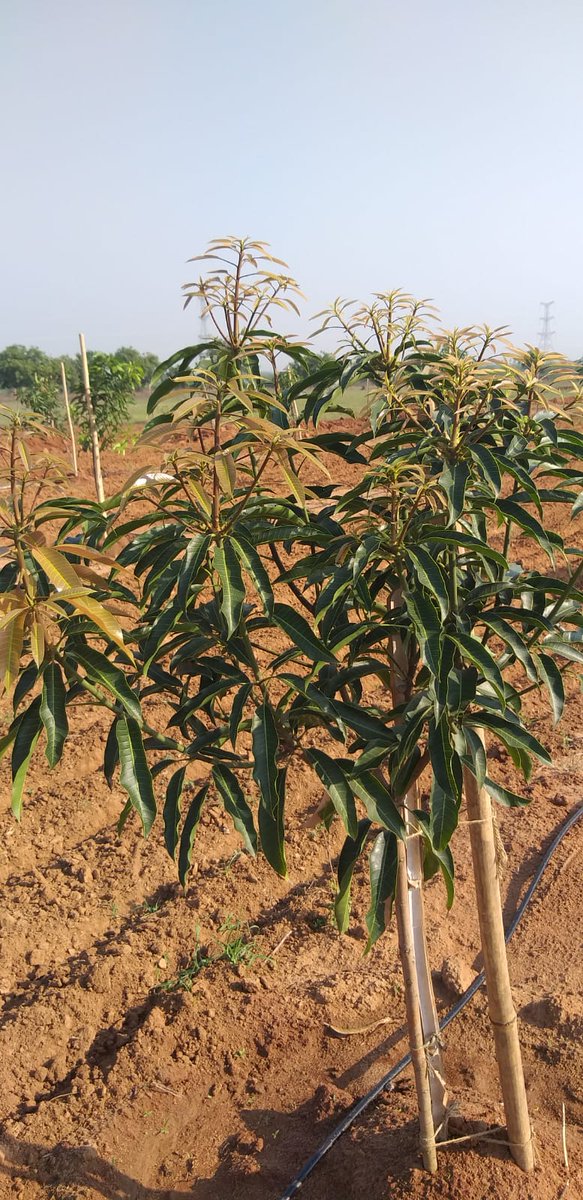 KeerthiVardhan2's tweet image. That happiness when u plant trees and days after they blossom with new leafs #mangofarm #farmers #agriculture #matoorfarms