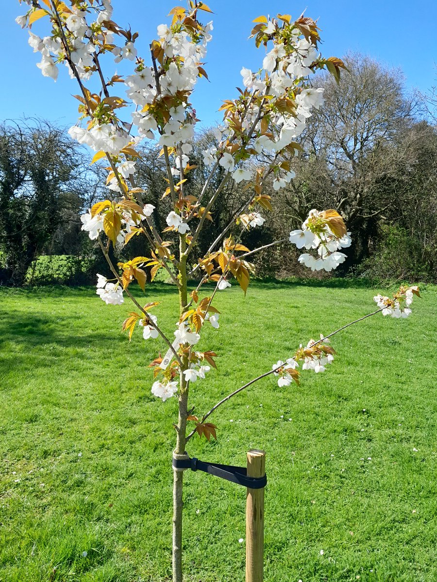 Rushcliffe's tweet photo. These beautiful Sakura Cherry Trees planted near the Lyme Park pond in Compton Acres were kindly donated by @JAPANinUK as part of their national #SakuraProject. It's great to see them blossoming this spring! 🌸☀️ 
#HanamiUK #SpringtimeinRushcliffe https://t.co/tv7z6RhizR