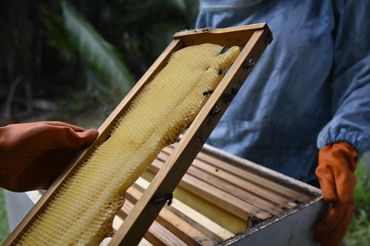 beeswithstories's tweet photo. Check out these incredible photos of our all-female-run apiary in Mauritius. Photo credits: Xavier Koenig

#BeeswithStories #Beekeeping #apiary https://t.co/NO2kLXMqex