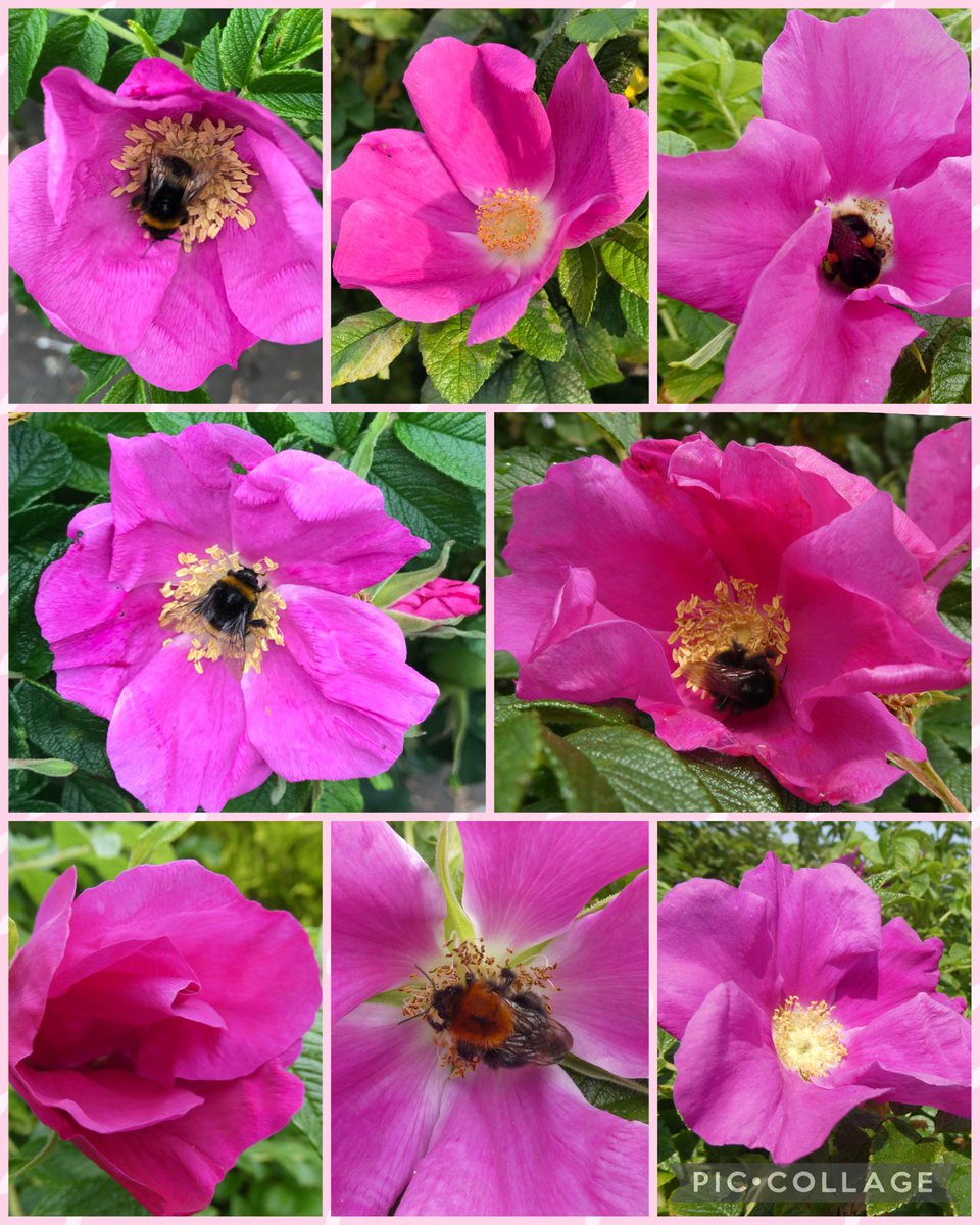 Happy #RoseWednesday with some Beautiful BeeFriendly Rosa Rugosa 🐝🌸💕🌸🐝🌸💕🌸🐝…..