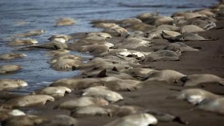 solangelochoa's tweet photo. ¡Terrible! 

Casi 300 mantarrayas fueron encontradas muertas en playas de Huatabampo #Sonora, luego de que autoridades ordenaran arrancarles el aguijón para “proteger a turistas” de posibles picaduras en Semana Santa 👇 https://t.co/PE8WMJjb2Y