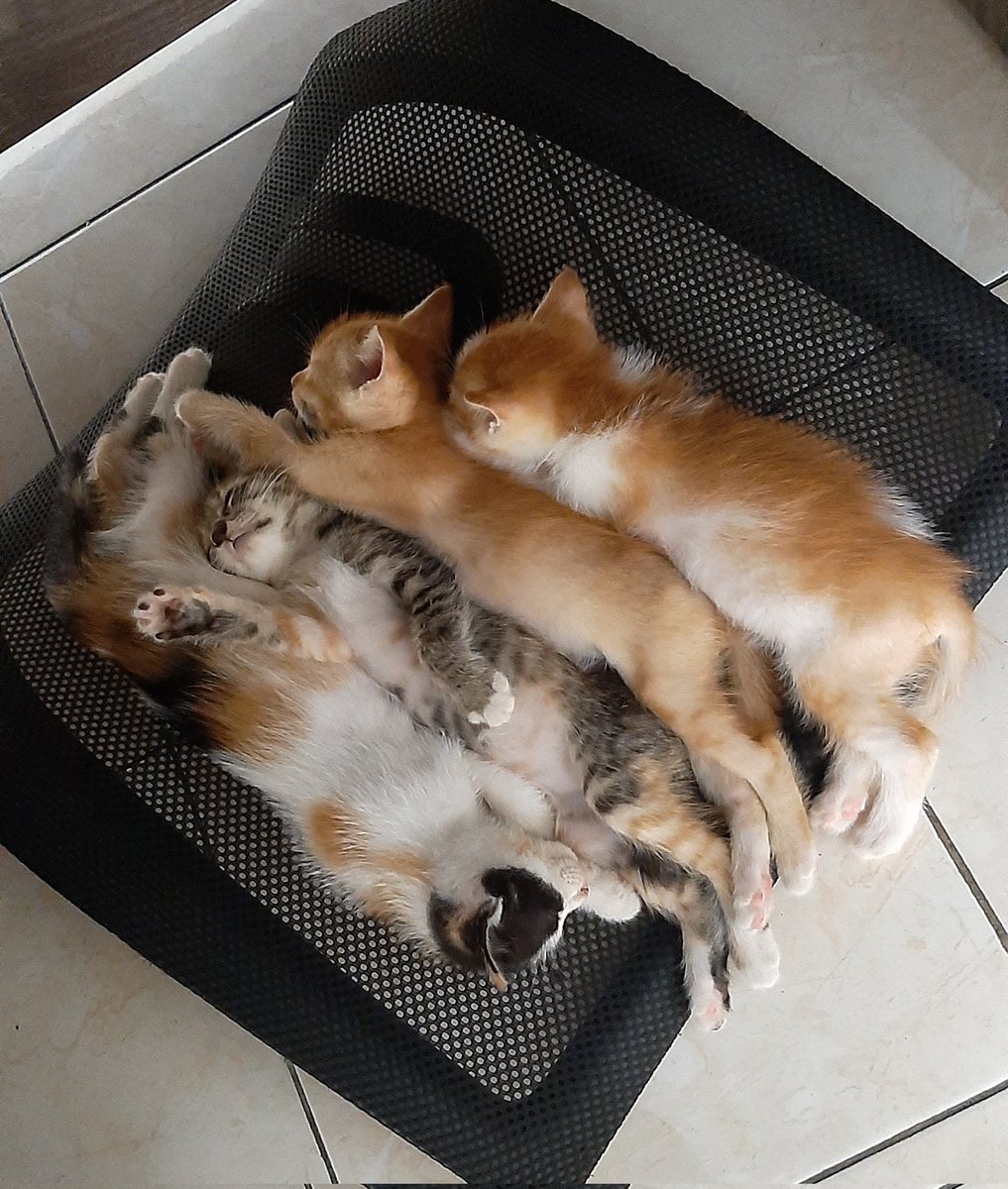 kochengfs's tweet photo. 🐈‍⬛ bobo ciang dulu https://t.co/LZtha34zgm