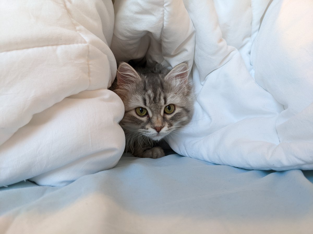 我家小朋友好爱我呀，拍代码的时候陪我，睡觉的时候陪我，不开心的时候也会过来陪我，呜呜