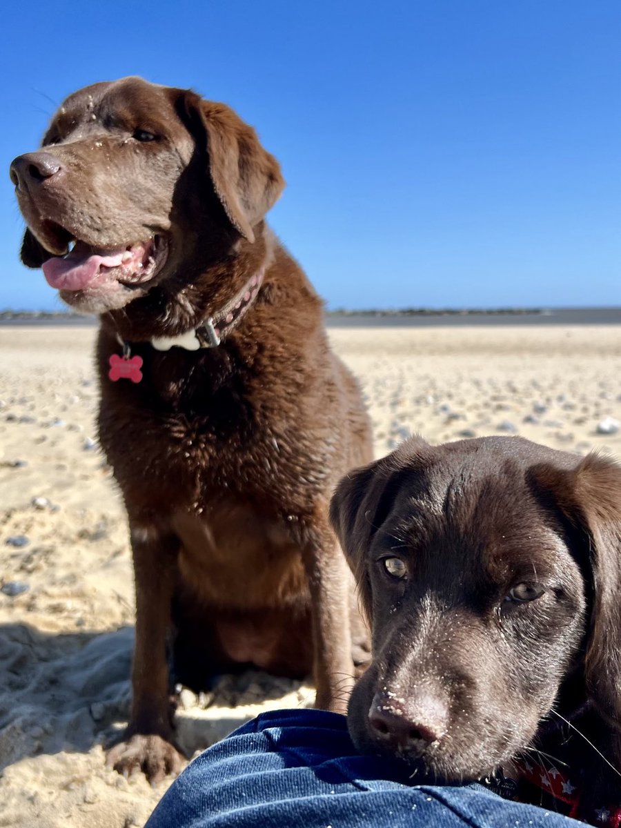 TillyandNancy's tweet photo. Tilly &amp; Nancy. Beach doggies. Love ‘em 🤎🤎🐶🐶 #DogsOfTwitter#BeachBums ChoccieDoggies https://t.co/yuo0xcCGCn