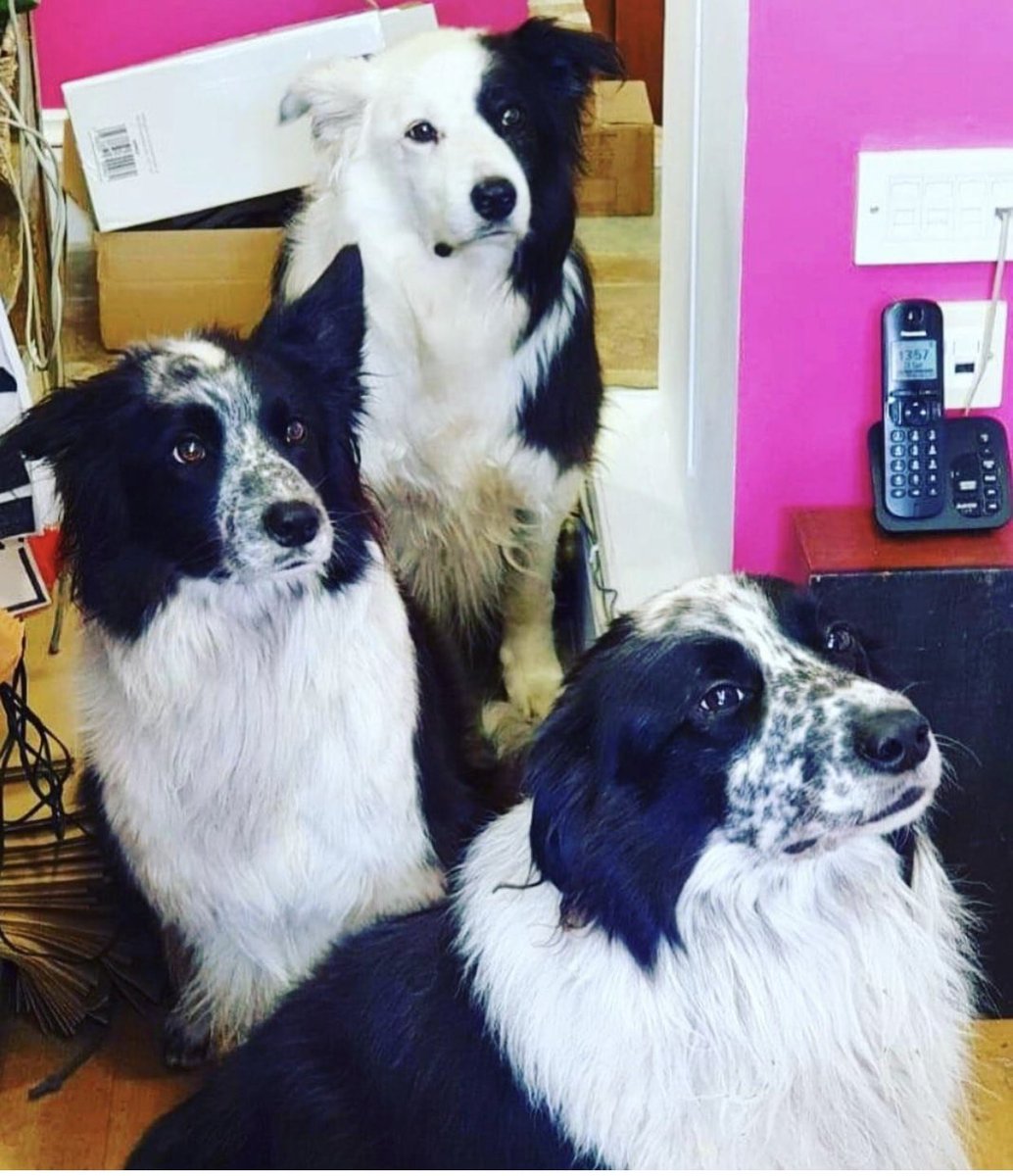 zakthecolliedog's tweet image. He left us 2 years ago - we miss him every day 💔 
#zakthecolliedog is still doing his thing 🌟 &amp;amp; has been very much FEELING the LOVE this Easter - loads of you ace folks choosing to support @BCTGB &amp;amp; #searchdogs by buying our #ecoconscious Zakware 😁🐶🐶

 cherrydidi.com/pages/zak-the-…