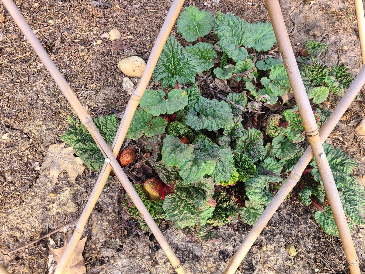 The rhubarb is growing so fast with this warm weather! I swear I blink, and these plants grow another inch!