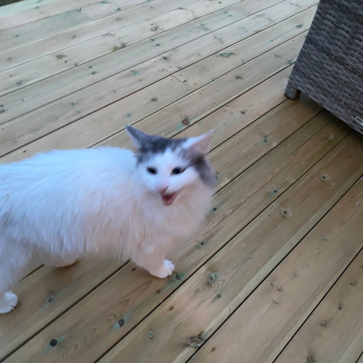 Joakim 🌹🇳🇴🇪🇺 tweet media