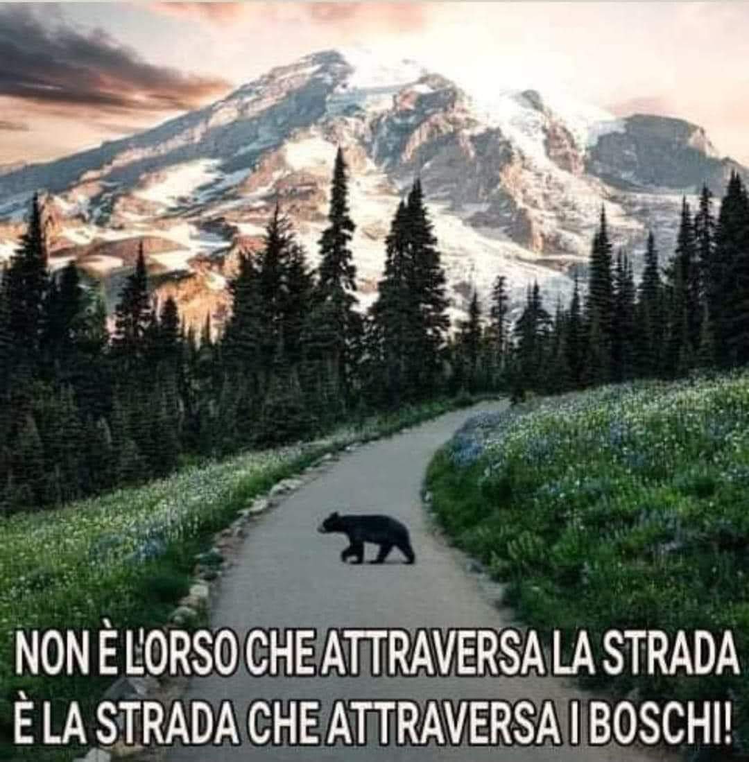 Trentino assassino! 
#trentinovergogna #orso #iostoconlorso #Trentino