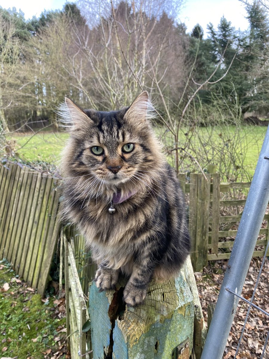 Wolfie is missing  in north Elgin area IV30. Long haired tabby with no tail. Last seen 3.4.23. #lostcat @MissingPetsGB