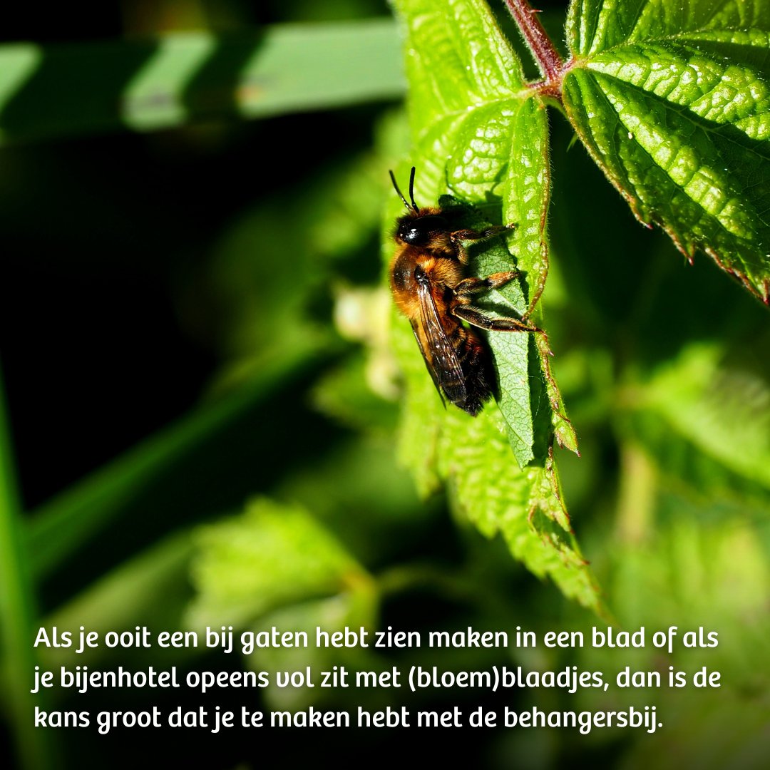 IVNNederland's tweet photo. 🐝 Hoe meer we over bijen weten, hoe beter we de bij kunnen helpen. Er zijn bijna 360 bijensoorten in Nederland, waarvan meer dan de helft bedreigd is. Op 15 en 16 april 2023 is de #NationaleBijentelling. Tel je mee? https://t.co/pue86XI5SE

@LandschappenNL @museumnaturalis https://t.co/TXVeEtYrRS