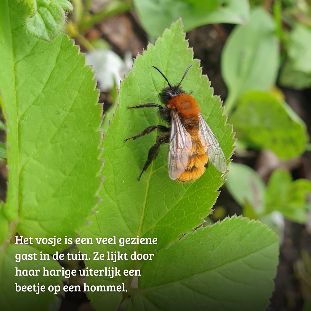 IVNNederland's tweet photo. 🐝 Hoe meer we over bijen weten, hoe beter we de bij kunnen helpen. Er zijn bijna 360 bijensoorten in Nederland, waarvan meer dan de helft bedreigd is. Op 15 en 16 april 2023 is de #NationaleBijentelling. Tel je mee? https://t.co/pue86XI5SE

@LandschappenNL @museumnaturalis https://t.co/TXVeEtYrRS