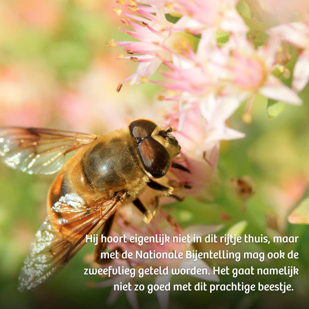 IVNNederland's tweet photo. 🐝 Hoe meer we over bijen weten, hoe beter we de bij kunnen helpen. Er zijn bijna 360 bijensoorten in Nederland, waarvan meer dan de helft bedreigd is. Op 15 en 16 april 2023 is de #NationaleBijentelling. Tel je mee? https://t.co/pue86XI5SE

@LandschappenNL @museumnaturalis https://t.co/TXVeEtYrRS