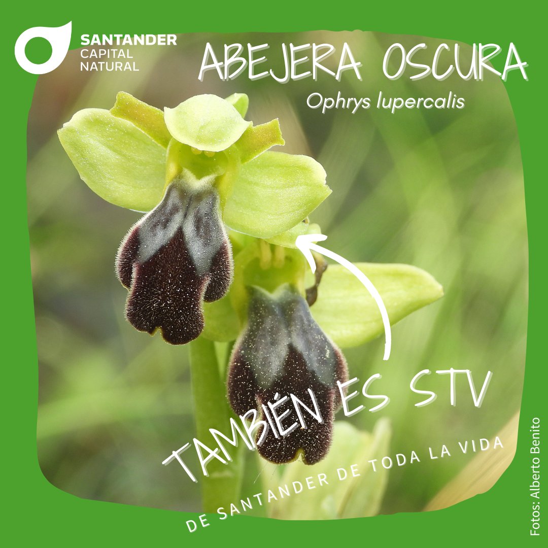 SDRnatural's tweet photo. 📢¡Paren las cortacésped, es tiempo de orquídeas!

💚Hoy os queremos presentar a la orquídea abejera oscura Ophrys lupercalis

Es una de nuestras #especiesSTV #TambiensonSTV

¿Quieres saber por qué es especial?

Sigue leyendo🧵
📷 Alberto Benito https://t.co/kNC2tmZMx0